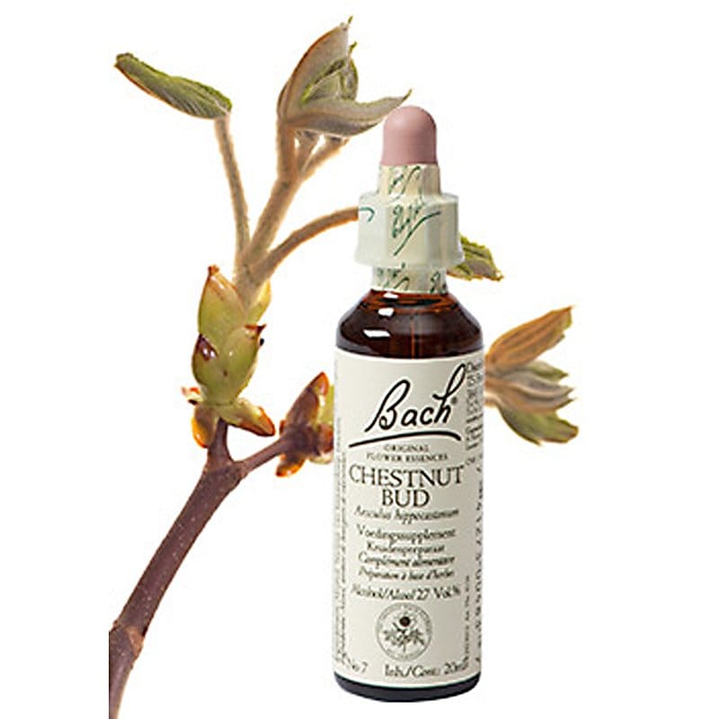 Bachbloesem Chestnut Bud (Kastanjeknop)