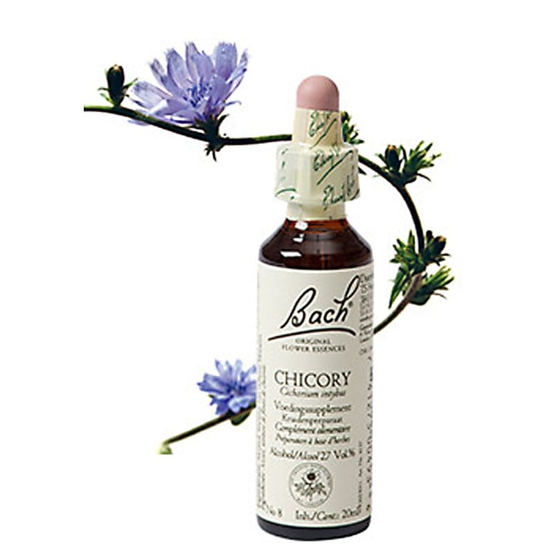 Bachbloesem Chicory (Wilde chicorei)