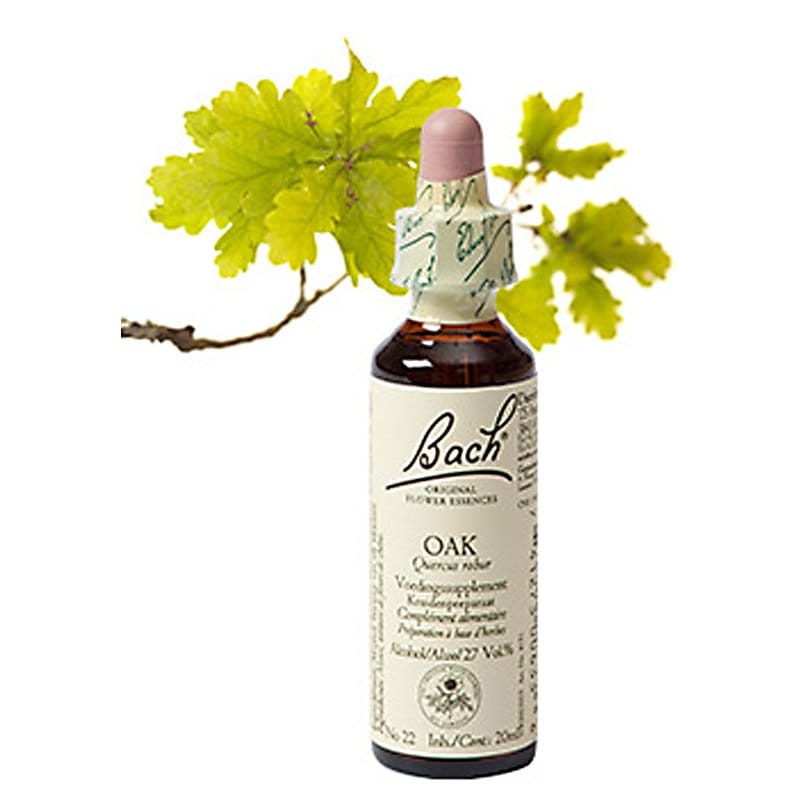 Bachbloesem Oak (Zomer eik)