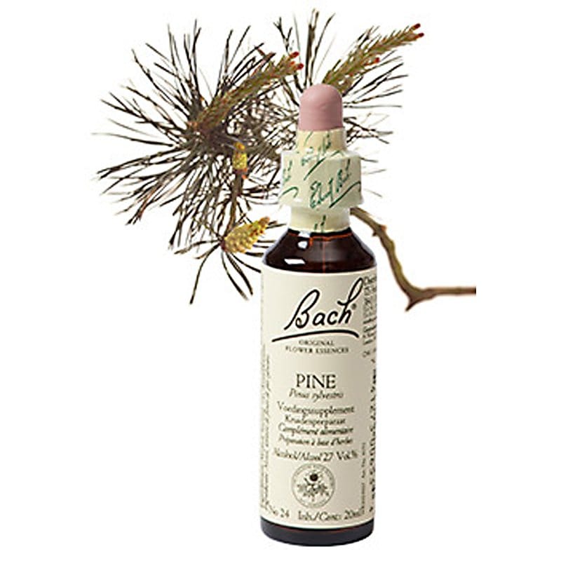 Bachbloesem Pine (Grove den)