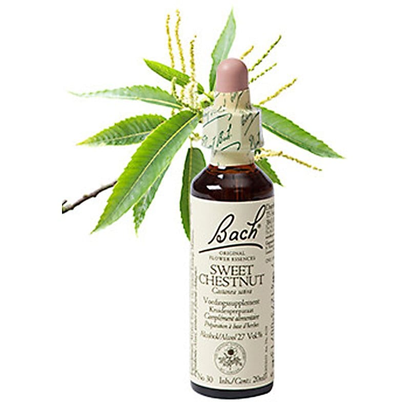 Bachbloesem Sweet chestnut (Tamme kastanje)