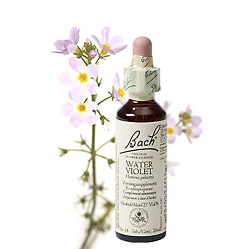 Bachbloesem Water violet (Waterviolier)