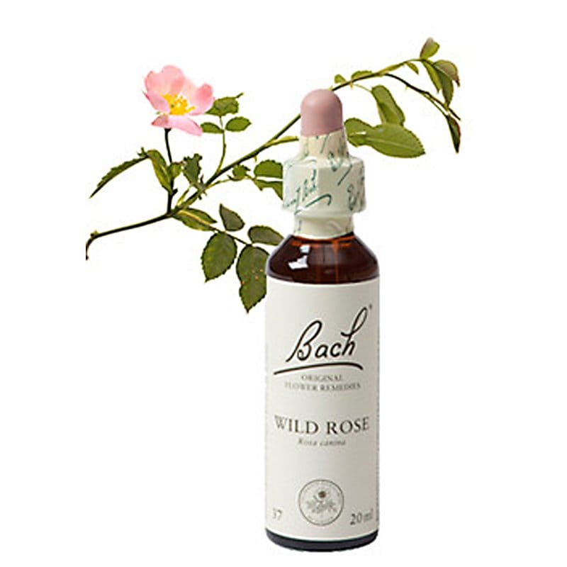 Bachbloesem Wild Rose (Hondsroos)