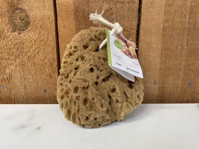Bovenlichaamspons  (ECO)